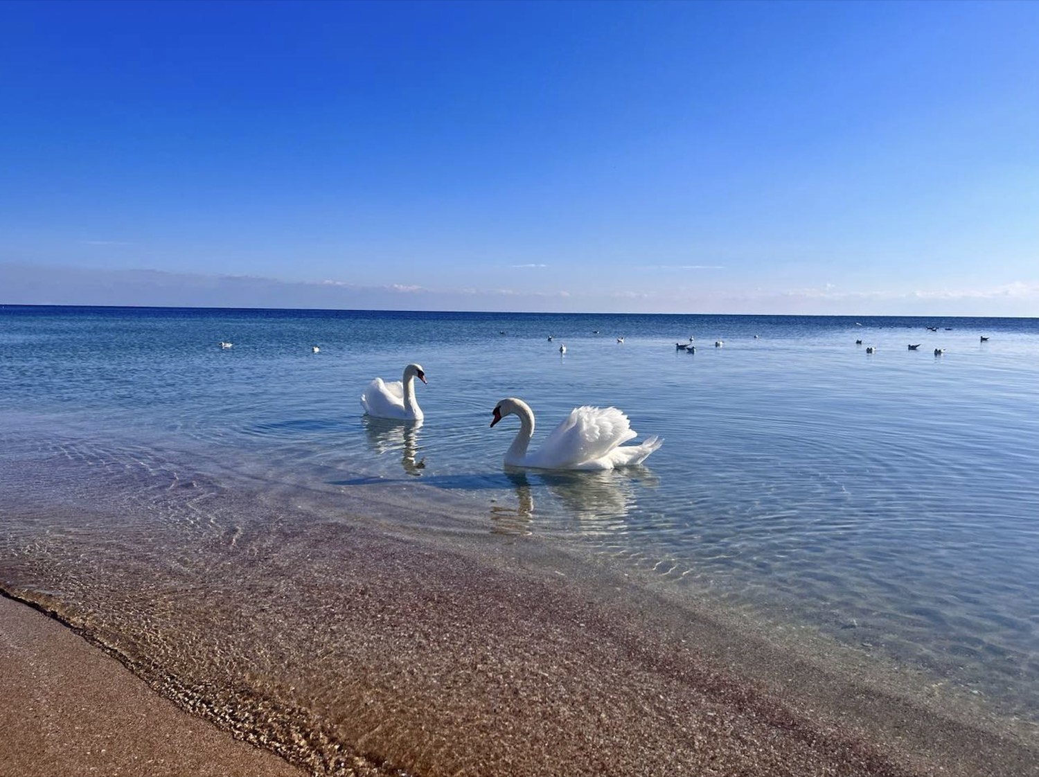 Лебеди на&nbsp;бирюзовой воде «Крымских Мальдив» в&nbsp;Поповке&nbsp;- чистое мелкое море западного берега Крыма
